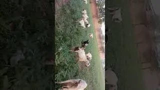 Thumbnail: #animals #animeshorts #animeshorts #animals