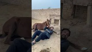 Thumbnail: Wafadari Check Karain #short #horse