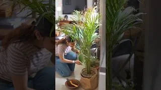 Thumbnail: 🌿 Indoor Plants for Beautiful Home Decor | Easy & Budget-Friendly Styling Ideas #plantdecor