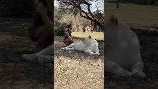 Thumbnail: Touched a Lion! Fed Giraffes 🤯🤯😍😍 Would you?