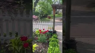 Thumbnail: Farewell Tulips and Redbud Blossoms…looking forward to Peonies and Lilacs 🐝🌺🐝