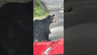 Thumbnail: We Got Stopped By BEARS in Cades Cove - Smoky Mountains, Tennessee