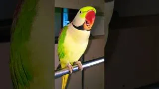 Thumbnail: #parrot #viral #shorts #shortsfeed #shortvideo