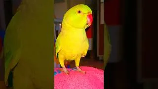 Thumbnail: #shorts #shortvideo #birdsounds #talkingparot #short #parrot
