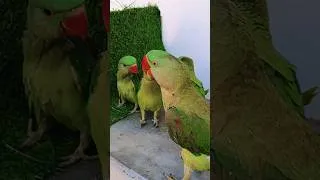 Thumbnail: #short #shorts #shortvideo #shortsfeed #birdsounds #parrots #parrottalking #parrotvideo