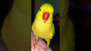 Thumbnail: #parrot #talkingparot  #shorts #shortvideo #shortsfeed #viral #viralvideo #viralshorts