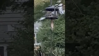 Thumbnail: Upside down Squirrel like Dracula