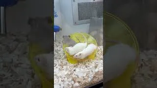 Thumbnail: Petco mice run fast