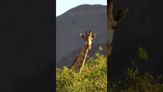 Thumbnail: Safari in Namibia 🐘 #bigfive