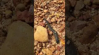 Thumbnail: leech #outdoorskills #survival #camping