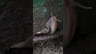 Thumbnail: snail 🐌