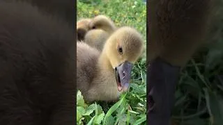 Thumbnail: Little goslings🦢 #nature #animals #goslings