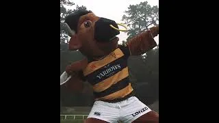 Thumbnail: Ferdie Towel | Taranaki Rugby