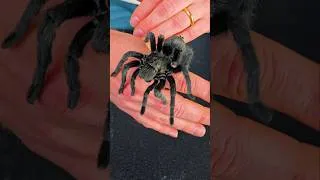 Thumbnail: Brazilian Black Tarantulas at Pittsburgh + SpiderFest