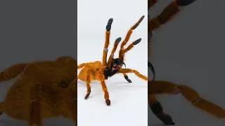 Thumbnail: tarantulas rock.