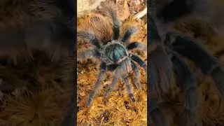 Thumbnail: I've lost my sense, I've lost control, I've lost my mind! #tarantula #tarantulas #spider #spiders