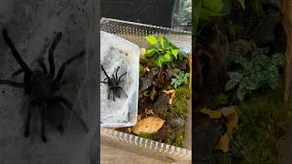 Thumbnail: ANGRY Dark Earth Tiger Tarantula REHOUSED into GIANT Oasis