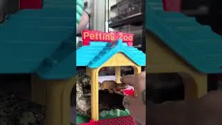 Thumbnail: The NOPE Petting Zoo