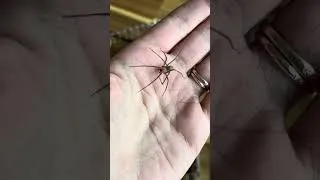 Thumbnail: Handling the Brown Recluse Spider - Are they really *that* dangerous?!