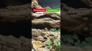 Thumbnail: If you don't like snakes you should try.... #reptiles #snake #fyp