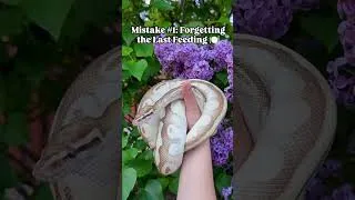 Thumbnail: The NUMBER ONE Reptile MISTAKE #petcare #fyp #reptiles #reptilekeeper