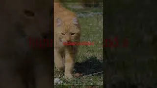 Thumbnail: Mind Controlling Parasite