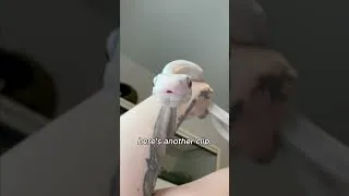 Thumbnail: Is Tofu Big and Scary Yet? #snake #pets #animals #reptiles #cuteanimals