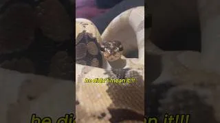 Thumbnail: How I Deal With Snake Bites #snakes #reptiles #pets #animals #snakebite