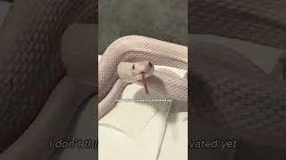 Thumbnail: Giving Tofu a Treat #pets #animals #reptiles #snakes #cuteanimals