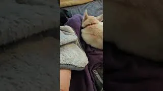 Thumbnail: Fluffy Bed Companions // June 22, 2026