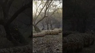 Thumbnail: Giant Anaconda Attack in Jungle #anaconda #snake #shorts #shortsfeed #jungle
