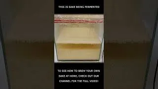 Thumbnail: This is Sake being fermented!