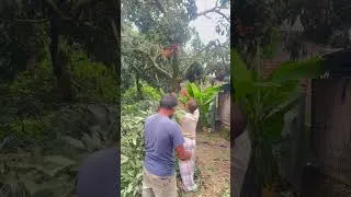 Thumbnail: Lichee harvest #lichee #frooti