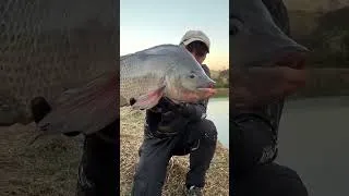 Thumbnail: Why Are Millions of Fish Buried in Australia?