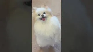 Thumbnail: Mimi's secret talent revealed 🐾 #pomeranian #dogtricks #cuteanimals