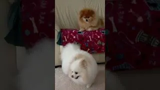 Thumbnail: This is why you need a Pomeranian in your life ✨ #doglover #pomeranian #cute