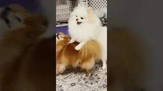 Thumbnail: Why Pomeranians Are SO Funny! #pomeranian #pets #fuunyshorts