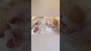 Thumbnail: Uno on the 8th day after birth | FULL VIDEO 👇
