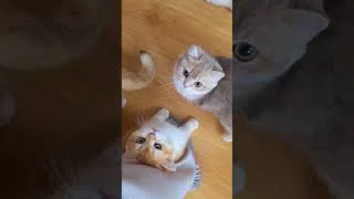 Thumbnail: Sweet purring kittens ❤️