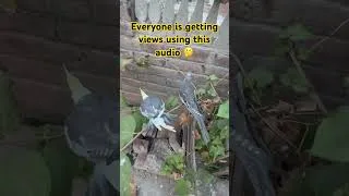 Thumbnail: Cocktail parrots enjoying 😍 #shorts #cocktail #tehseen #tahseenvlogs #tehseenvlogs