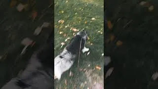 Thumbnail: Husky dog Enjoying😍 #tehseenvlogs #dailyvlog #huskydog #birds #viral