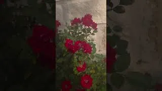 Thumbnail: My $2 HEB plant , succesfully survived 2 years and entired into third year...very happy and grateful