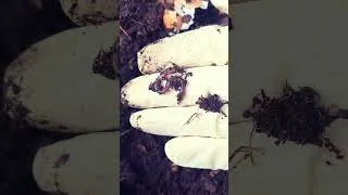 Thumbnail: Earthworms from kitchen waste for my Garden