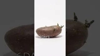 Thumbnail: Red Potato Growing Time Lapse #shorts  #timelapse #potato