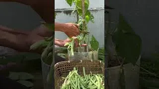 Thumbnail: This Bean Growing Trick Actually Works?!