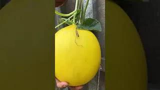 Thumbnail: Giant Sweet Melons From This Method 🍈