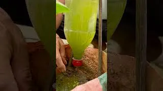 Thumbnail: Grow Pumpkin NONSTOP Without Water