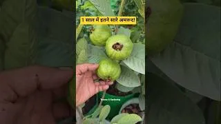 Thumbnail: 1 साल के पौधे में इतने सारे अमरूद! आप भी जरूर लगाएं ताईवान पिंक अमरूद का पेड़ #gardening #amrood