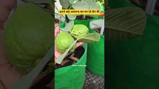 Thumbnail: इतने बड़े अमरूद घर पर ग्रो बैग में उगाना संभव है! आप भी इन्हें उगा सकते हैं, इन बातों का ध्यान रखें