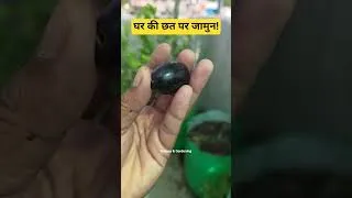 Thumbnail: घर की छत पर जामुन! आप भी उगा सकते हैं जाने कैसे #jamun #gardening #gharparkheti #fruitgarden #shorts